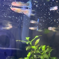 アクアマリンブルータキシード🐟🥰の画像