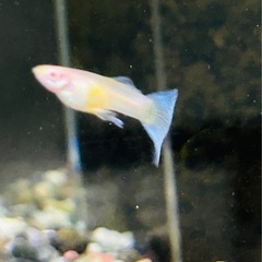 アクアマリンブルータキシード🐟🥰の画像