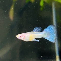 アクアマリンブルータキシード🐟🥰の画像