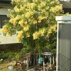 シマネトリコ　木