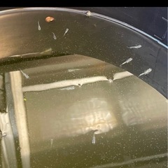 決まりました🔴幼魚10匹 みゆき　幹之　フルボディ 青 鉄仮面 メダカの画像