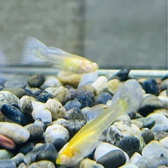 アクアマリンスノーコブラ🐟🤍の画像