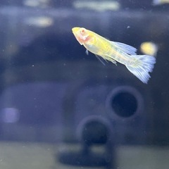 アクアマリンスノーコブラ🐟🤍の画像