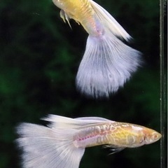 アクアマリンスノーコブラ🐟🤍の画像