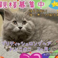 🌟ブリティッシュロングヘア🐈‍⬛おとこのこ🎂2025.4.…