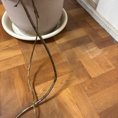 人気のモンステラ、格安にて。の画像
