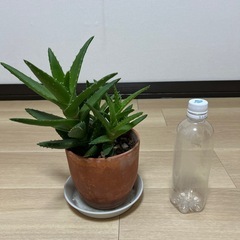 植物の画像