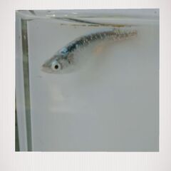 🌱墨武メダカ稚魚10匹🌱‼️sale‼️sale‼️の画像