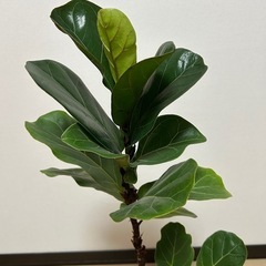 カシワバゴムの木の画像