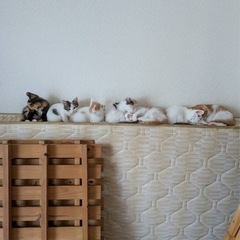 （代理）7匹の子猫❣️里親募集中です❣️