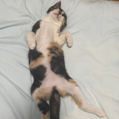 ❗️緊急❗️2ヶ月の三毛猫ちゃんの里親さんになってください