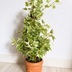 ランキングキーワードに紐づく投稿画像-観葉植物