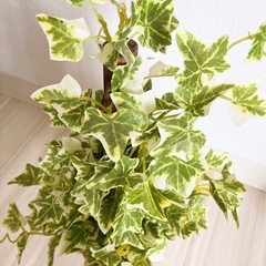 ❤️先着1名さま❤️人工観葉植物　ウォールグリーン　フェイクグリーン　インテリアの画像