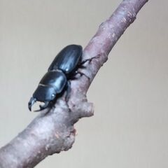 超特大セール中！！　ムシモンオオクワガタ　3匹(オス2匹、メス1匹)の画像