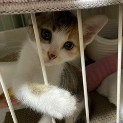 1ヶ月半の三毛猫の桃ちゃんです🍑