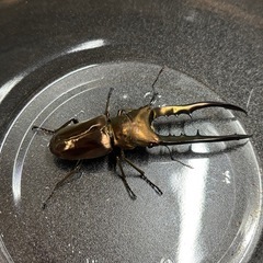 メタリフェルホソアカクワガタ　ペア　の画像