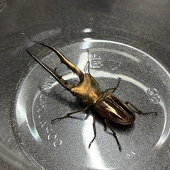 メタリフェルホソアカクワガタ　ペア　