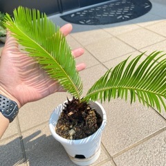 ソテツ　福岡県　引き取り限定 ソテツ 福岡県 引き取り限定 【公式通販】