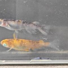 和墨三色 メダカ 針子15匹  幼魚10匹 各500円 ③の画像