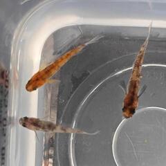和墨三色 メダカ 針子15匹  幼魚10匹 各500円 ③の画像
