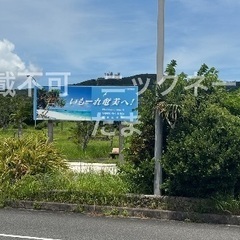 アマミノコギリ(野外採集品)の画像