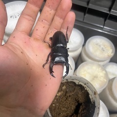 国産オオクワガタ