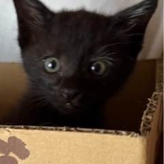 可愛い黒猫ちゃん保護しました