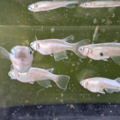 メダカ　種親の画像