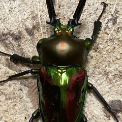 ニジイロクワガタ　ホワイトアイペア