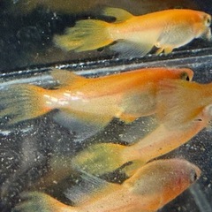 メダカの卵（紅帝ヒレ長）の画像
