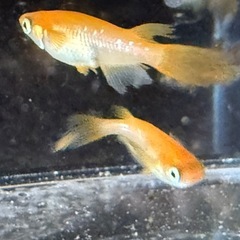 メダカの卵（紅帝ヒレ長）の画像