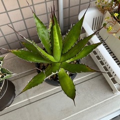 アガベ　ホリダの画像