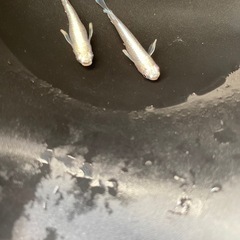 ホワイトマリマージュメダカの画像