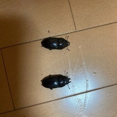 ノコギリクワガタ　雄2匹雌2匹の画像