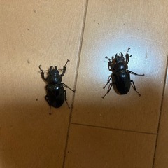 ミヤマクワガタ　雄2匹雌2匹の画像