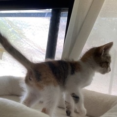 1ヶ月半の三毛猫の桃ちゃんです🍑 - 熊本市