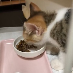 1ヶ月半の三毛猫の桃ちゃんです🍑 − 熊本県