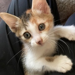 1ヶ月半の三毛猫の桃ちゃんです🍑 - 猫