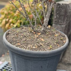 大きい植木　金木犀の画像