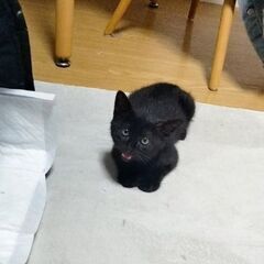 黒猫♂　生後2〜3ヶ月