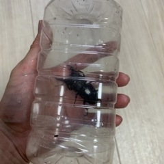 ヒラタクワガタペア✨小学生以下500円✨♂62㍉以上の画像