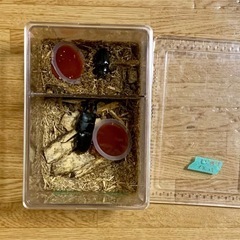 ヒラタクワガタペア✨小学生以下500円✨♂62㍉以上の画像