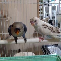 コザクラバイオレットとセキセイインコSALE - 行橋市