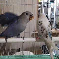 コザクラバイオレットとセキセイインコ