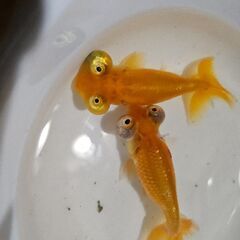 頂天眼🐟の画像