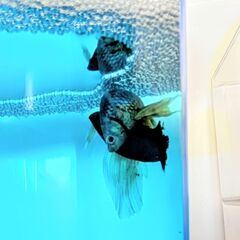 受付終了しました。熱帯魚ベタ 稚魚の画像