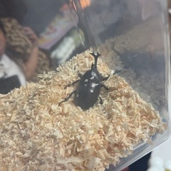 カブトムシ