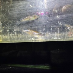 メダカの画像