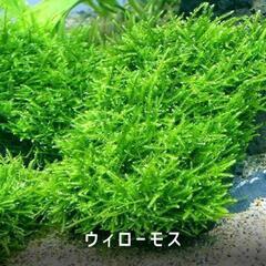 水草ウィローモス