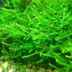 水草ウィローモスの画像